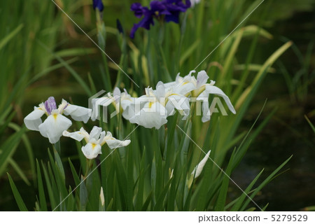 揮動虹膜峽谷 揮動虹膜峽谷 5279529