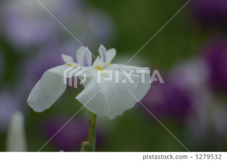 揮動虹膜峽谷 5279532