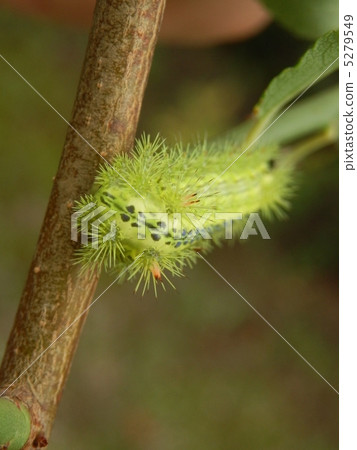 Caterpillar in the garden 5279549