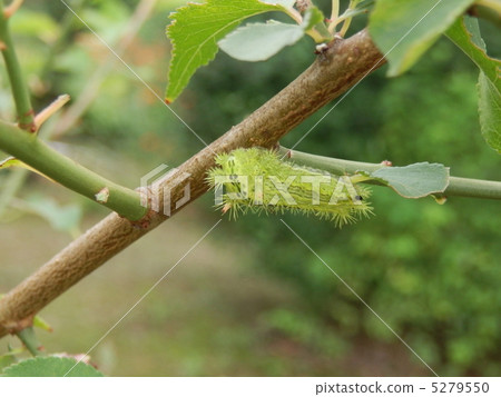 Caterpillar in the garden 5279550