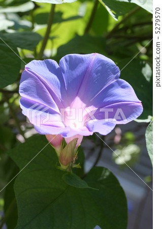 Ryukyu morning glory 5279570