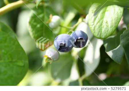 blueberry 5279571
