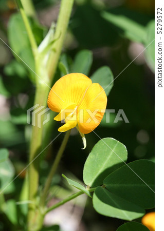 花生花 花生花 5279572