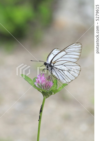 Ezo Deer Ezo Deer 5279615