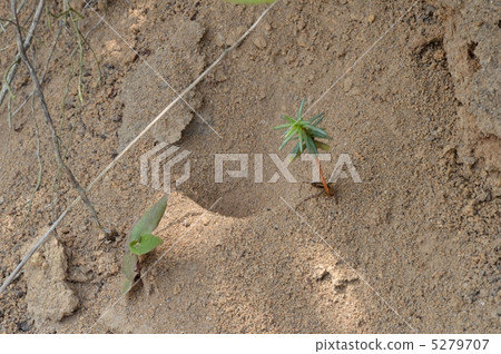 ant lion ant lion 5279707