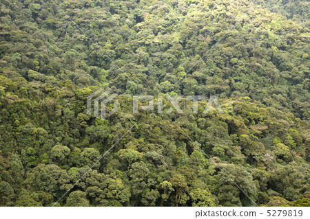 Jungle rainforest Jungle rainforest 5279819