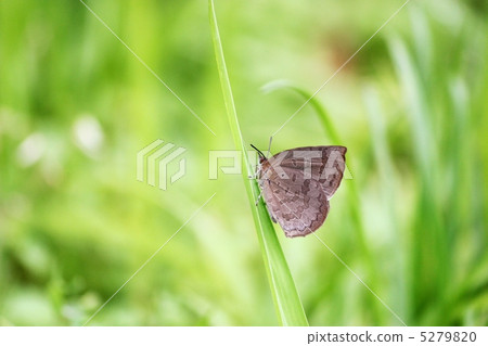 Murashiki Sajimi 5279820