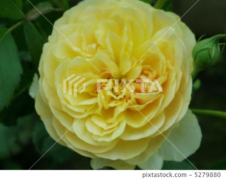 莫利紐克斯 5279880