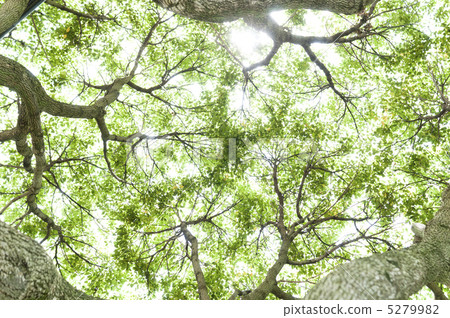 Sunlight through the tree leaves through 5279982