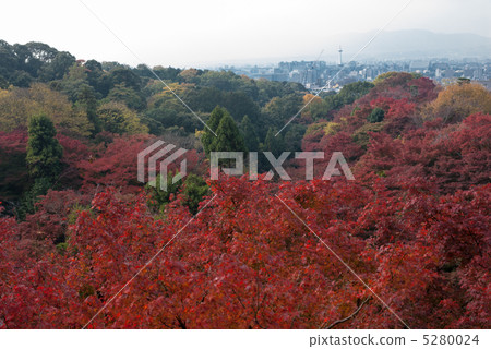 Kiyomizu Temple Kinsetsuki 5280024