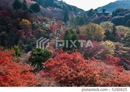 Kiyomizu Temple Kinsetsuki 5280025