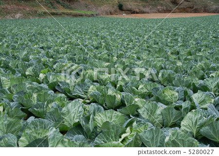 白菜田 5280027
