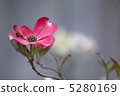 dogwood 5280169