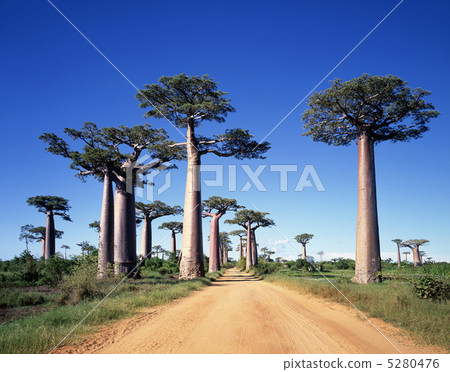 Baobab Highway Baobab Highway 5280476