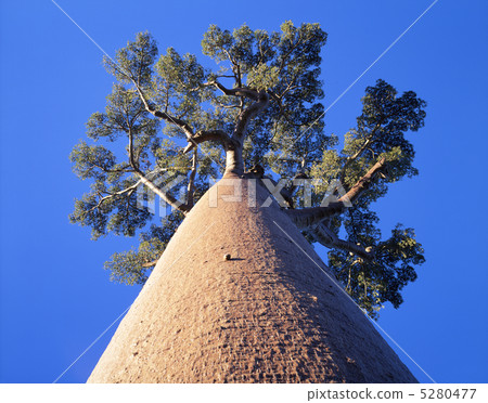 Baobab 5280477