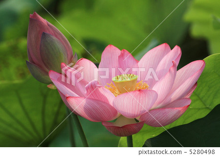 蓮花30 蓮花30 5280498