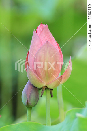 蓮花18 蓮花18 5280510