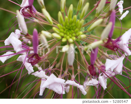  Cleome 5280547