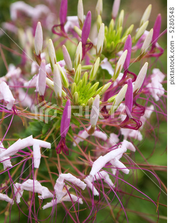  Cleome 5280548