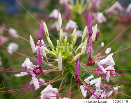  Cleome 5280549