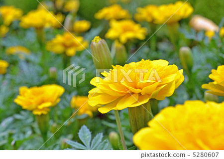 Marigold  5280607