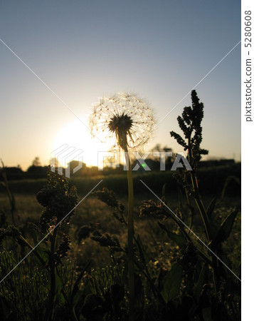 蒲公英 5280608