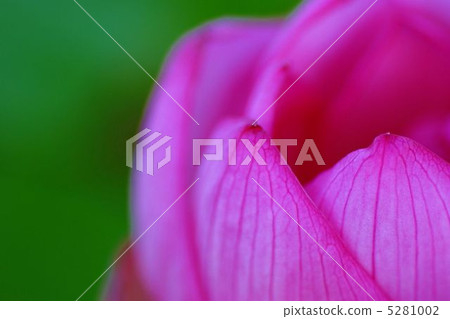 Lotus flower 5281002
