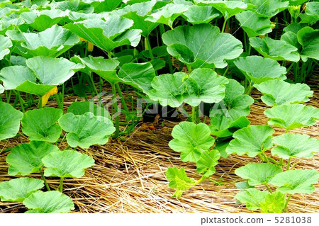 Pumpkin cultivation Growth of pumpkin 5281038