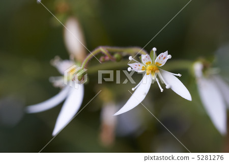 Yukinoshita Yukinoshita 5281276