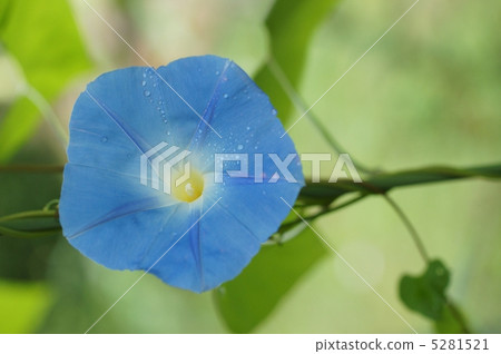 Western morning glory 5281521