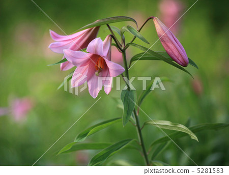 Lily Horizon 2 Lily Horizon 2 5281583