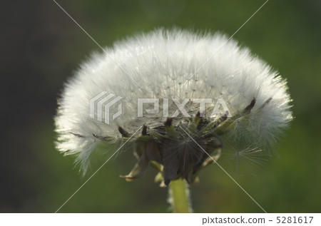 Fluff 5281617