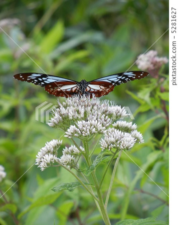 The migratory butterfly "Monarch butterfly" of Urabandai, Fukushima The migratory butterfly "Monarch butterfly" of Urabandai, Fukushima 5281627