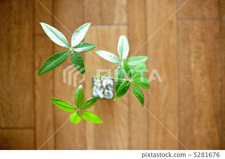 室內植物：Pakira② 5281676