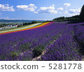 Lavender field 5281778
