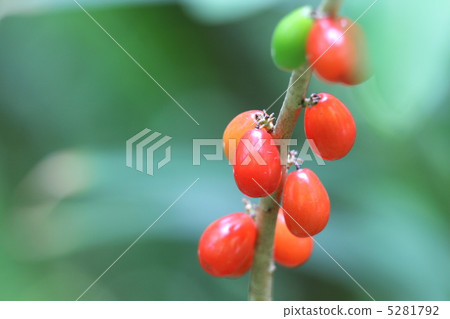 oniwari的果實 5281792