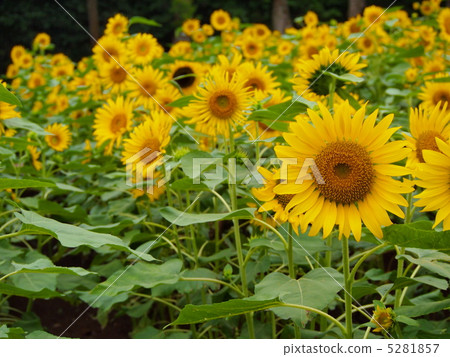 向日葵 5281857