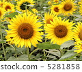向日葵 5281858