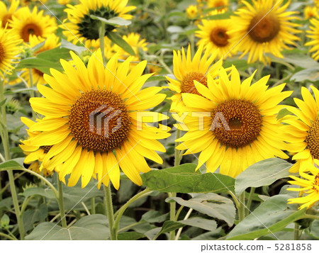 向日葵 5281858