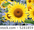 向日葵 5281859