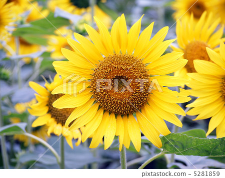 向日葵 5281859