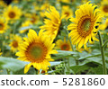 向日葵 5281860