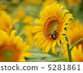 向日葵 5281861