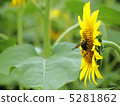 向日葵 5281862