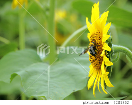 向日葵 5281862