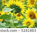 向日葵 5281863