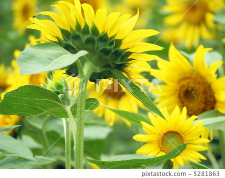 向日葵 5281863