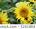 向日葵 5281864