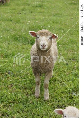 北海道綿羊牧場 5281989