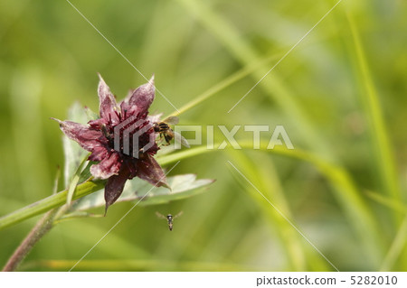 Kurobanarose 5282010